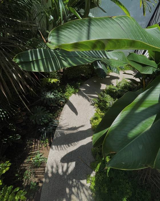 The path in through the planting